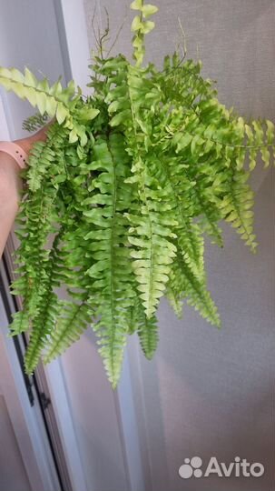 Растения разные