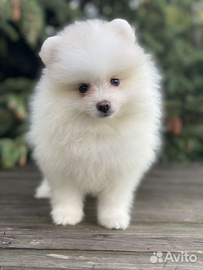 Шпицули девочки