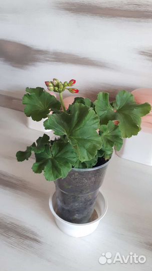 Пеларгония герань