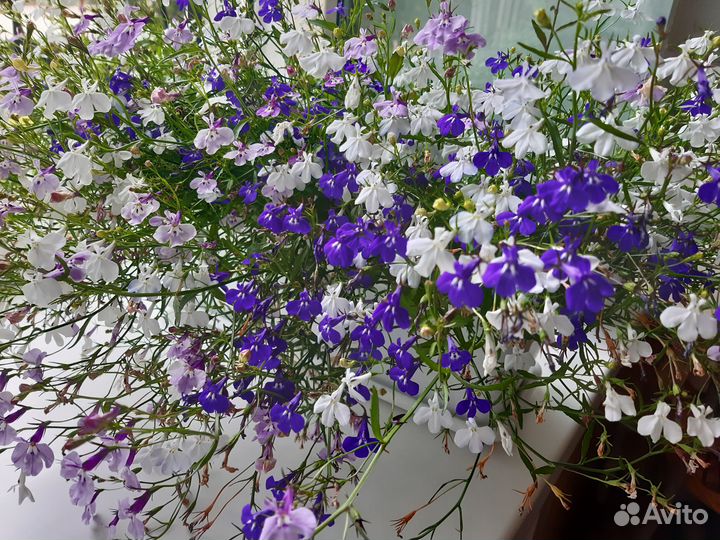 Рассада цветов