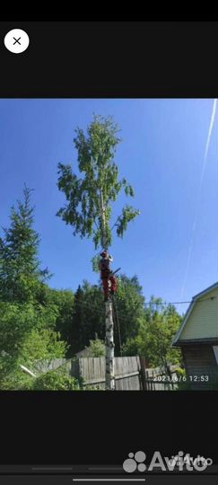 Спил и обрезка деревьев