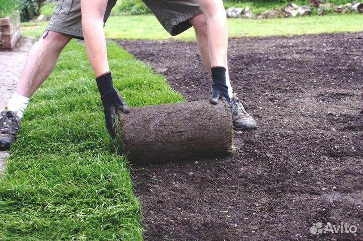 Рулонный газон «Премиум»