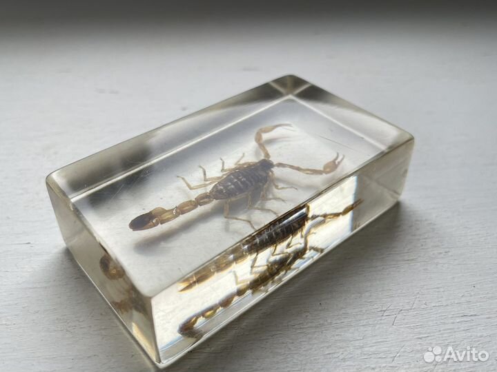 Настоящий скорпион в эпоксидной смоле
