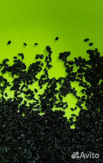 Семена зелёного чеснока(домашнего)многолетний