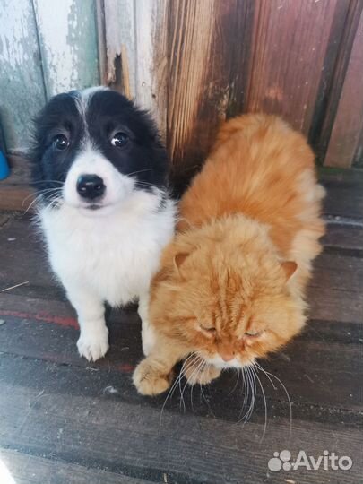 Щенки маленькой породы метис Джек Рассел терьер