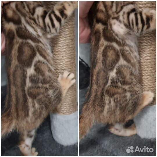 Бенгальские котята