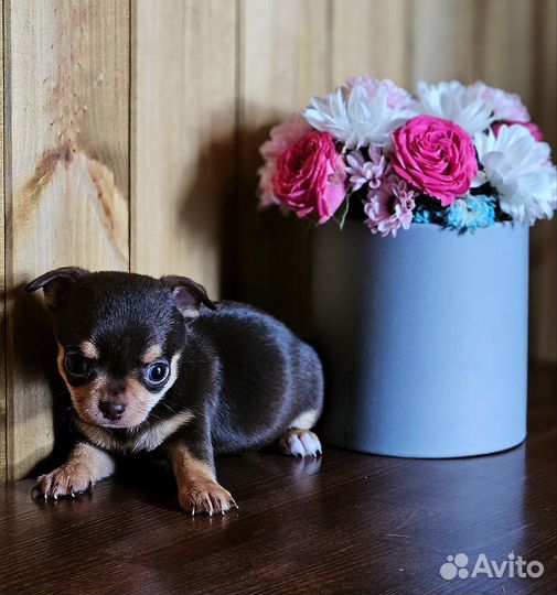 Щенки чихуахуа
