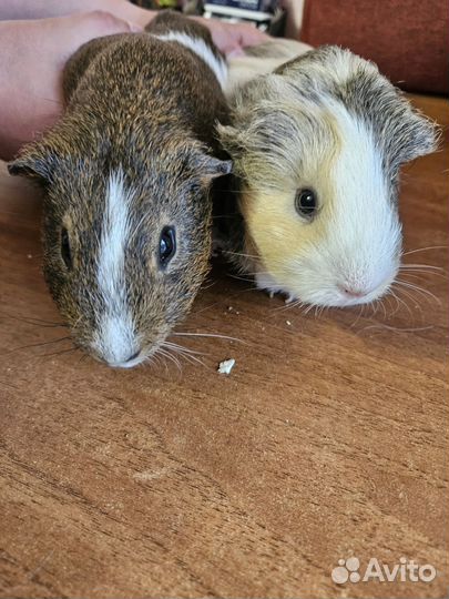 Морские свинки