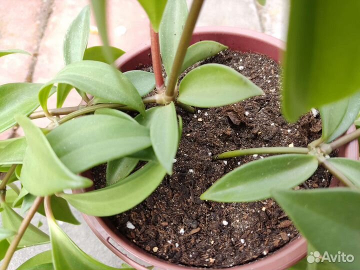 Пеперомия перескиелистная