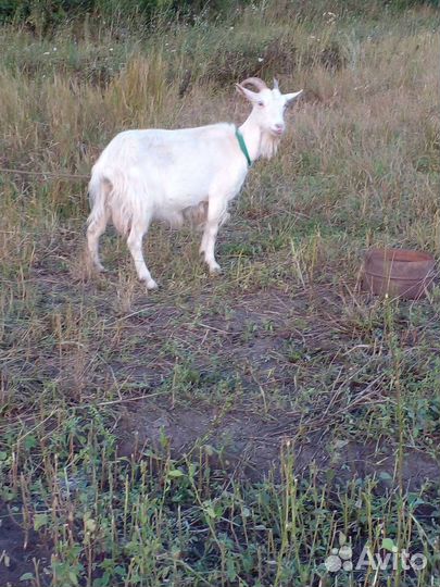 Коза дойная третий окот, козленок и козочка 6мес