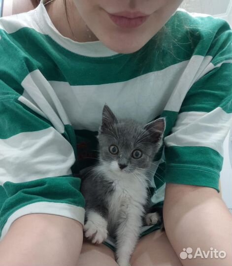 Кошка в дар