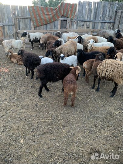 Курдючные бараны овцы