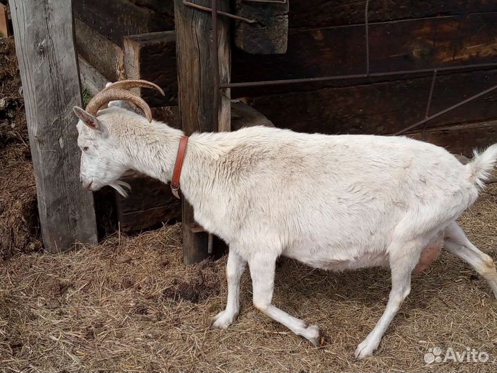 Козы дойные