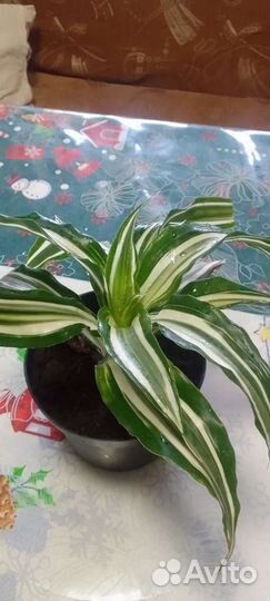 Драцена вариегатная