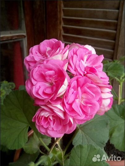 Пеларгония герань Мара Чаровница