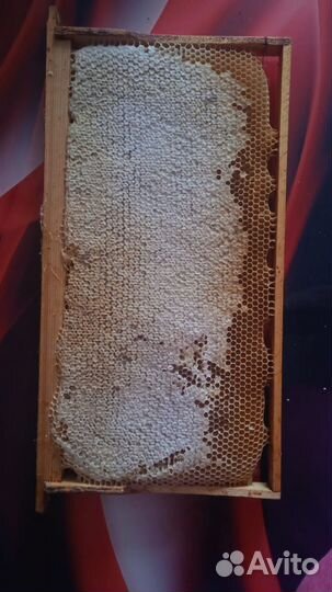 Рамка меда в сотах