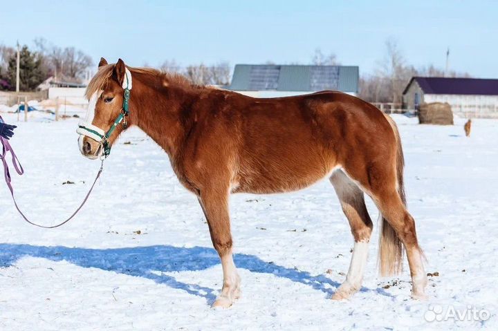 Спортивные лошади