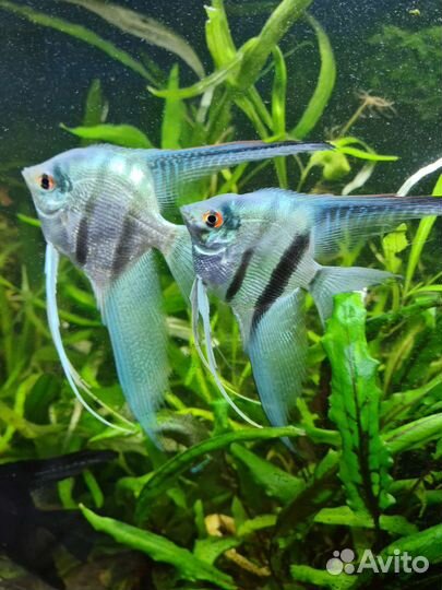 Скалярии голубые