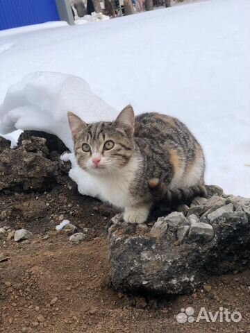 Котёнок девочка ищет дом