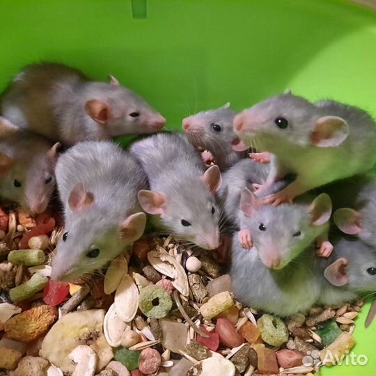Крыса Дамбо. Крысята, клетки, корма, наполнитель