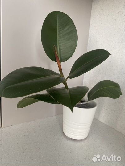 Фикус каучуконосный