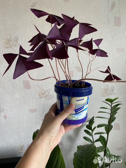 Комнатные цветы оксалис