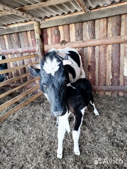 Корова с теленком