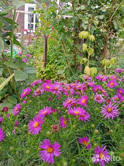 Бадан розовый, примулы,Бузульник