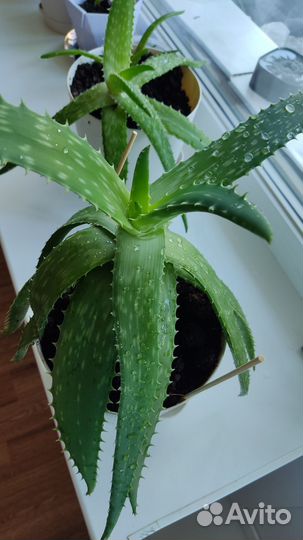 Алоэ лечебное