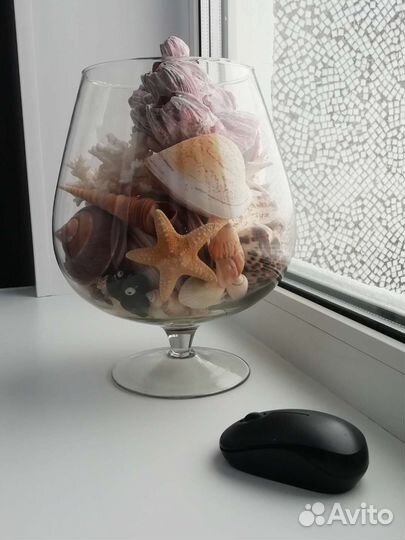 Морские ракушки раковины