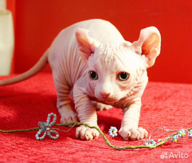 Сфинкс котенок девочки и мальчики