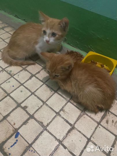 Котята в добрые руки