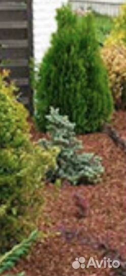 Кора лиственницв