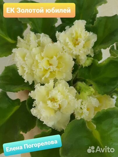 Фиалка черенок