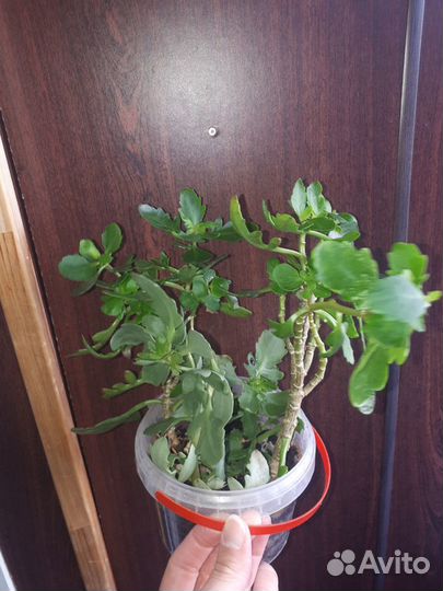 Каланхоэ декоративное