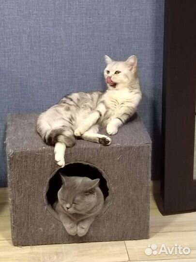 Шотландские