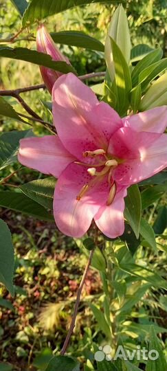 Лилии. Саженец зкс