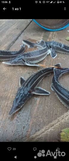 Малек рыб на зарыбление