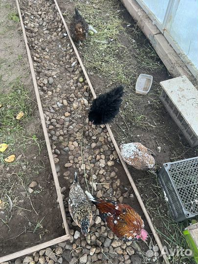 Куры карликовый кохинхин