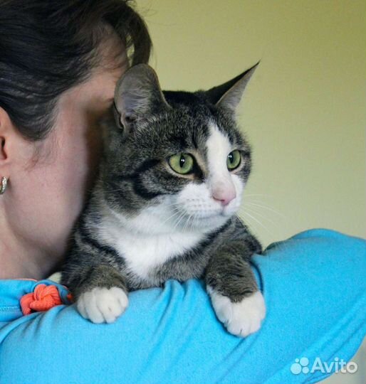 Кот Зевс