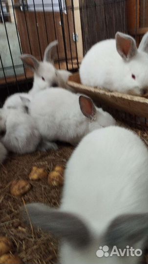 Калифорнийские кролики