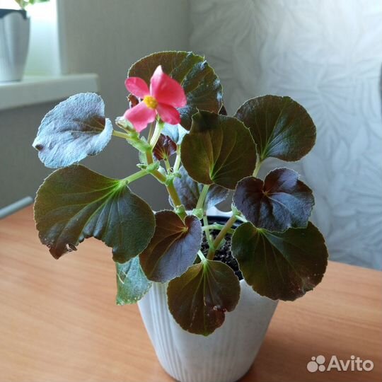 Комнатные цветы