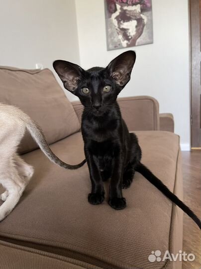 Ориентальные котята