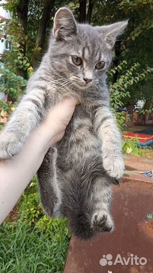 Зверь, именуемый 