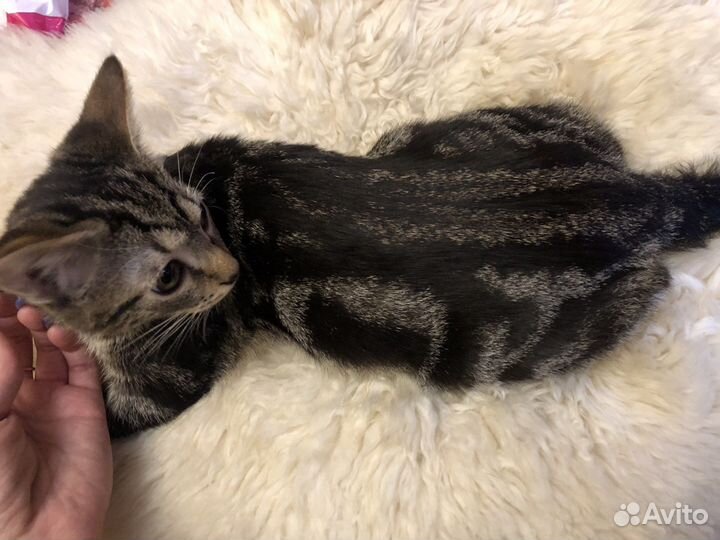 Два мальчика в добрые руки