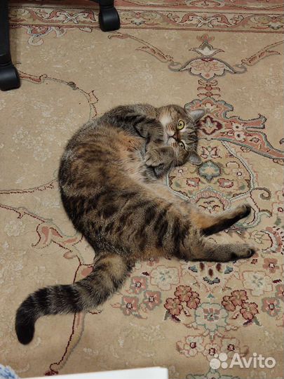 Породистая кошечка в добрые руки