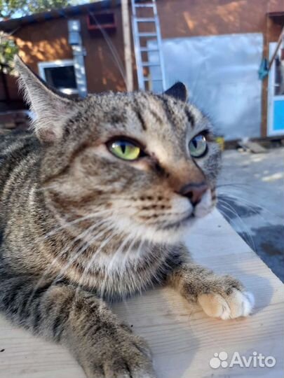 Кошка