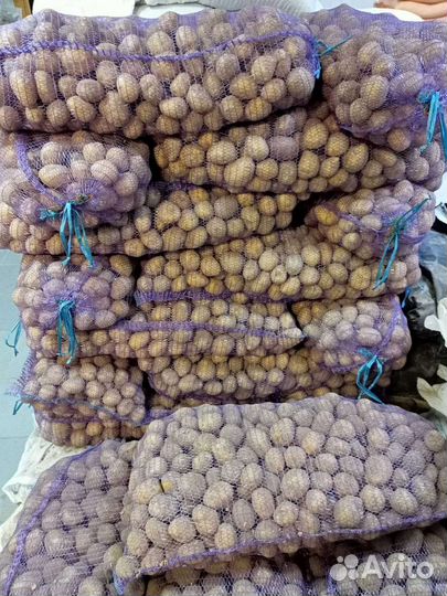 Картофель