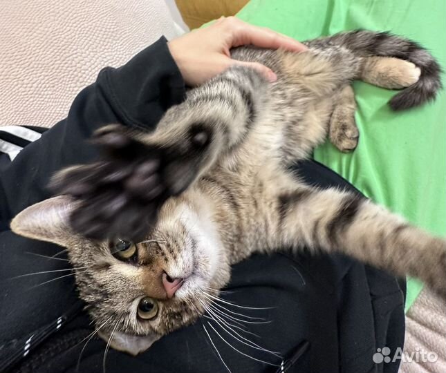 Котенок девочка бесплатно