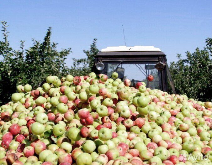 Требуется Сборщик яблок